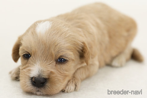 販売中の神奈川県のミックス犬-386724